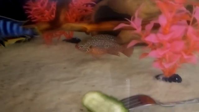 Рыбки боция смотреть онлайн