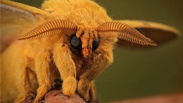 Чудеса и приколы природы Miracles and tricks of the nature смотреть онлайн