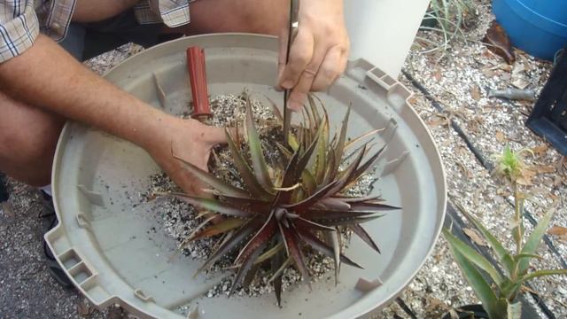 Bromeliads How to re-pot dyckia's type 2.MP4 смотреть онлайн