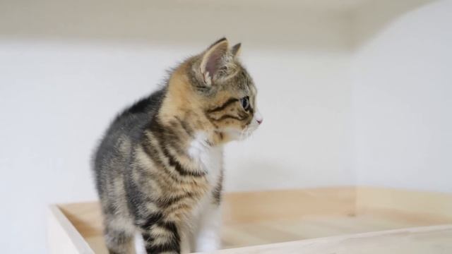 Kitten Titi Is Angry Because His Owner Interrupted His Sleep