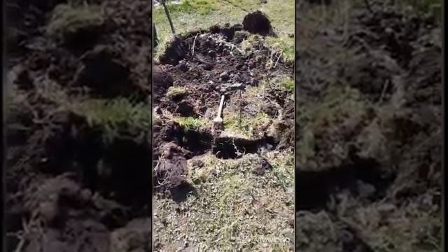 Новости в моем саду. Бадан зацвел. Сизифов труд. смотреть онлайн