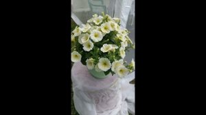 Петуния Джолли F1 лимонно-жёлтая от компании Аэлита.