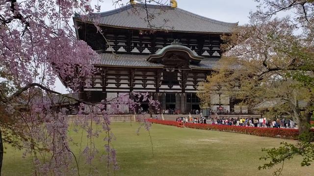 Zen Meditation Music | Japanese Meditation & Ambient Relaxing Music