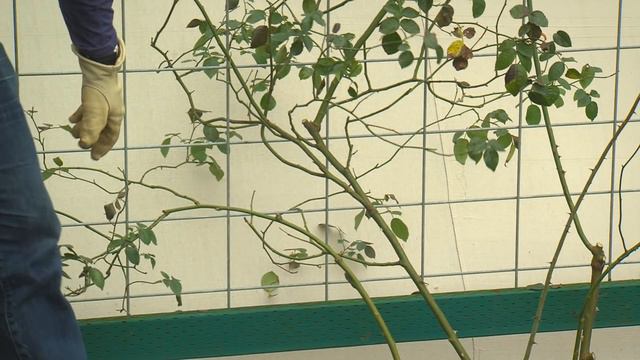 How To Prune Your Climbing Rose смотреть онлайн