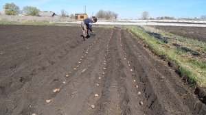 Посадка картофеля Дизельным мотоблоком с 2 рядным окучником 2020