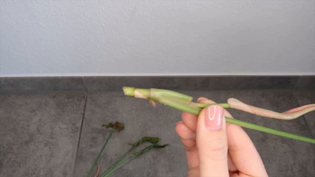 Water Propagating My Syngonium Neon Robusta 🌿 Plantkins