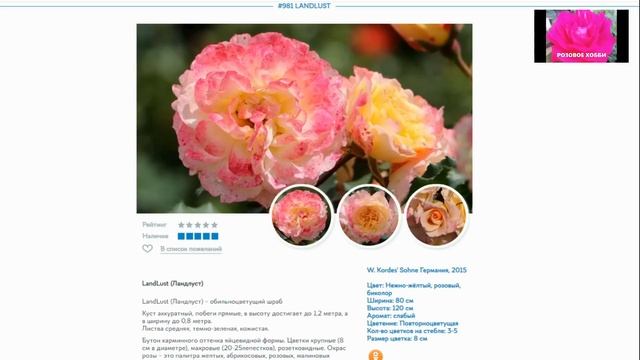 Какие розы заказала на весну? смотреть онлайн