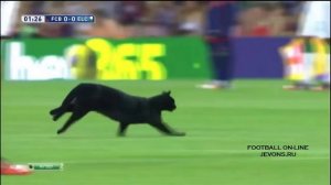 Кот на футбольном поле