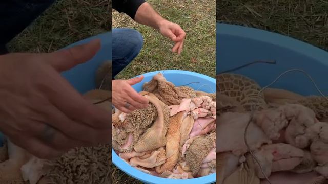 Ответный вариант