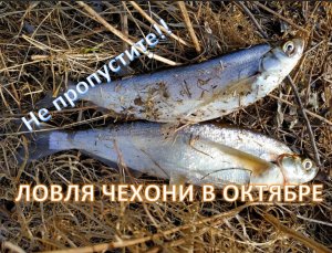 ЛОВЛЯ ЧЕХОНИ В ОКТЯБРЕ. Снасти для ловли чехони в октябре.