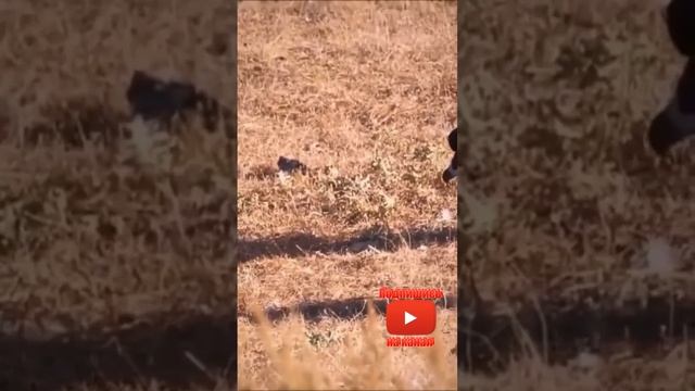 Чёрный гриф против лисы смотреть онлайн