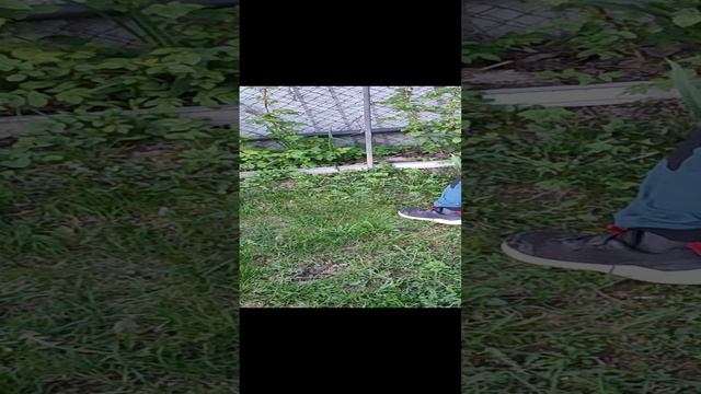 24 часа гладим кота ЧЕЛЛЕНДЖ!!! смотреть онлайн