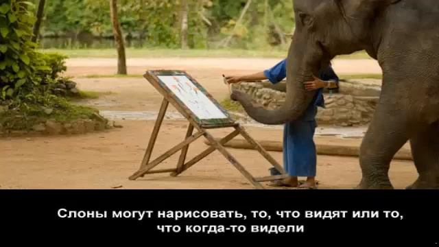 интересные факты про слонов смотреть онлайн