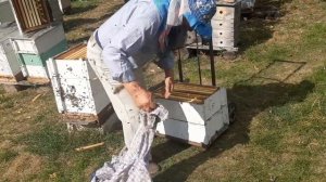 Метод Стоянова. Формирование гнезда в зиму 8-ми рамочных на 145-ую рамку.