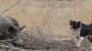 Как и где охотиться на кабана осенью?