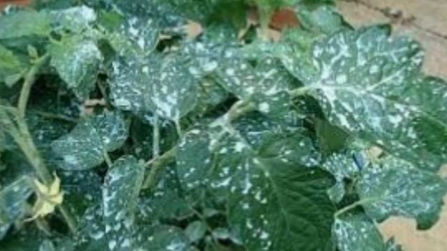 ??БОЛЕЗНИ ТОМАТОВ. ФИТОФТОРОЗ. ЛЕЧЕНИЕ И ПРОФИЛАКТИКА смотреть онлайн