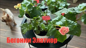 Как укоренились черенки бегонии и что делать дальше #бегония