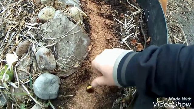 ПОСАДКА ТЮЛЬПАНОВ ВЕСНОЙ