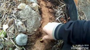 ПОСАДКА ТЮЛЬПАНОВ ВЕСНОЙ