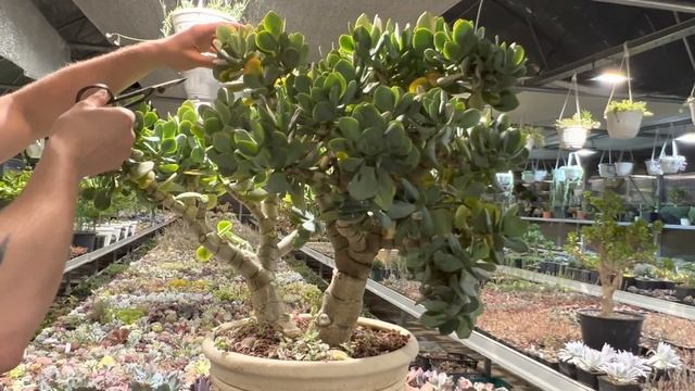 ОБРЕЗКА ОГРОМНОГО ДЕНЕЖНОГО ДЕРЕВА ТОЛСТЯНКИ КРАССУЛЫ CRASSULA BLUE BIRD смотреть онлайн