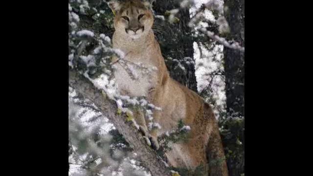 Посмішка пуми — cougar smile смотреть онлайн