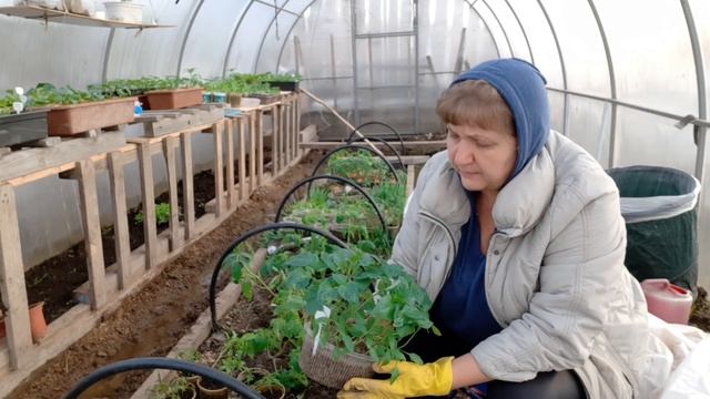 Работаю в теплице. Дерусь с петухом!!! смотреть онлайн