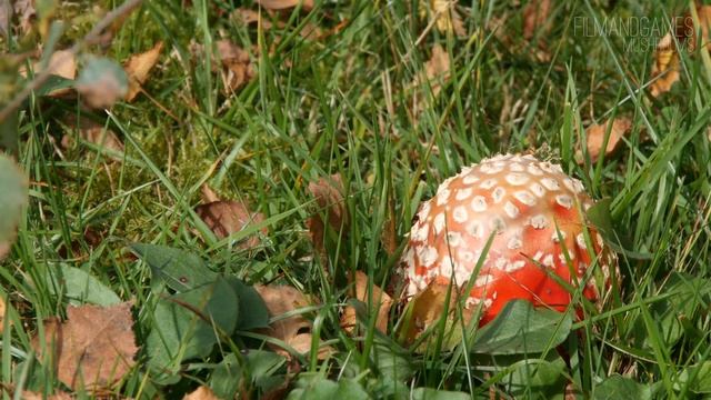 Mushrooms #9 - 4K / Ultra HD / UHD 25p - Panasonic Lumix G70 / G7 смотреть онлайн