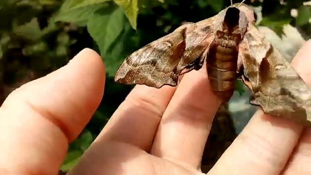 Бражник глазчатый. Второе насекомое за сезон. смотреть онлайн