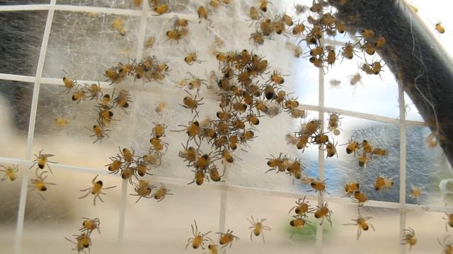 Паучки. Тест объектива ЛОМО ОКС5-18-1 18 Mm F/ 2.5