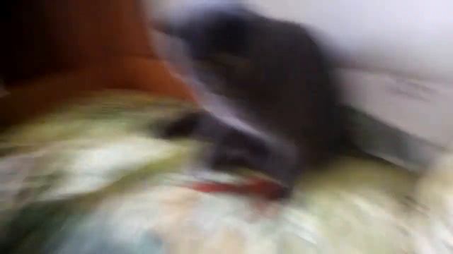 Как атриогирует кот на лизун-змию? Лизун-змия #2