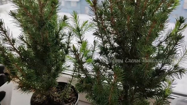 Не выбрасывайте ЭТО в мусорку! ЧИСТОЕ ЗОЛОТО ДЛЯ ЗАМИОКУЛЬКАСА и других цветов, натуральнаяподкормк смотреть онлайн