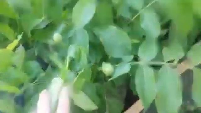 Грецкий орех с закрытой корневой системой смотреть онлайн