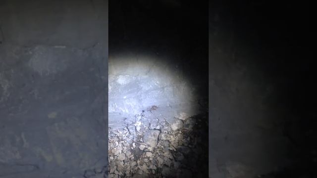 Вот как выглядит сверчок