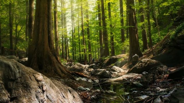 Relaxing Music || Forest Treasure [Alejandro Magaña]