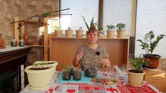 Перец на рассаду в 2022 году - пошагово от семечки до высадки смотреть онлайн
