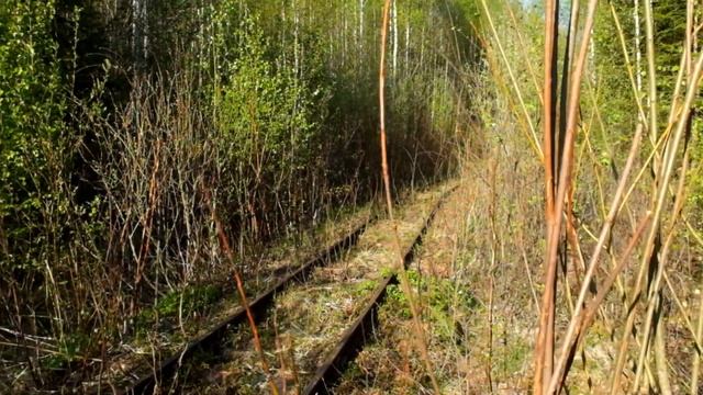 Узкоколейка Лычковского леспромхоза 2 (поселок Кневицы Новгородской области), 2015 год смотреть онлайн