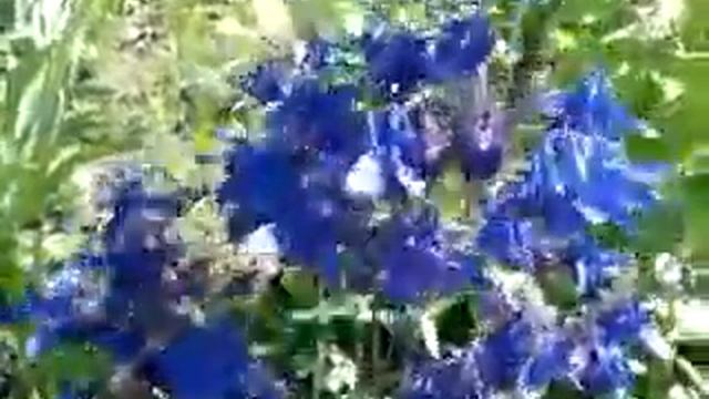 Синие колокольчики. смотреть онлайн