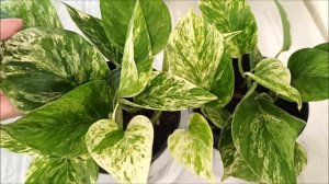 СЦИНДАПСУС 🌺 ЭПИПРЕМНУМ МАРБЛ КВИН ✅ Выращивание и уход