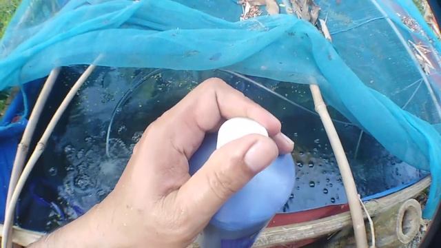 What Do Koi Eggs Look Like and What Do Fertile Koi Eggs Looks Like смотреть онлайн