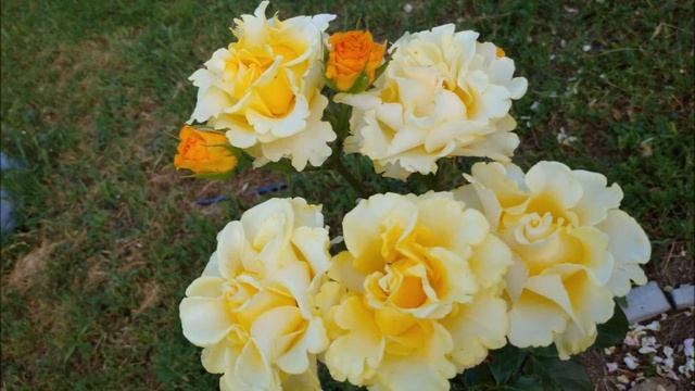 Обзор сорта Керио - самая желтая роза. Личный опыт и свои фотографии в разное время сезона. Отзыв.