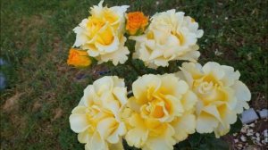 Обзор сорта Керио - самая желтая роза. Личный опыт и свои фотографии в разное время сезона. Отзыв.