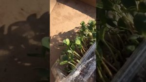 МОЛОЧАЙ окаймленный (пикировка) неприхотливый однолетник