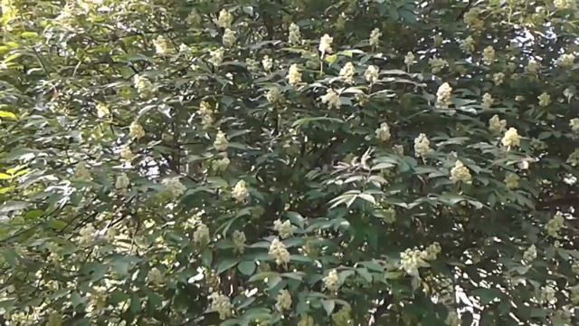Бузина цветет. Футажи с природой смотреть онлайн