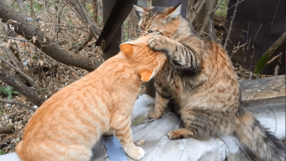 Соседские коты смотреть онлайн