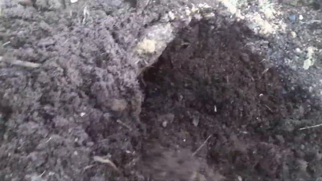 Картофель УНИКА на севере Ленинградской области смотреть онлайн