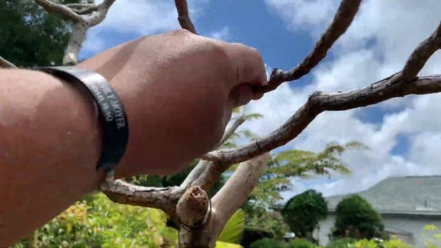 Growing PASSION FRUIT = PASSIFLORA EDULIS смотреть онлайн