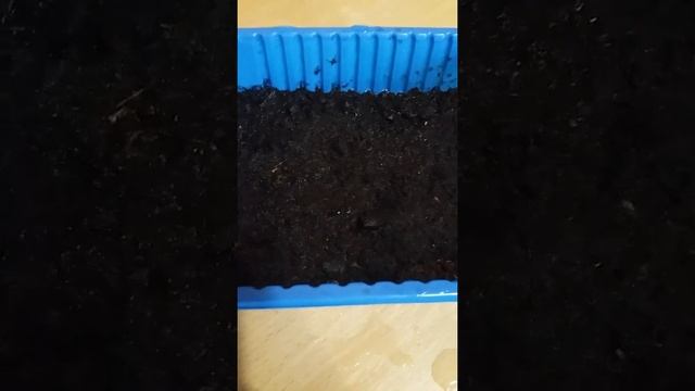 ПОСЕВ КОТОВНИКА КОШЕЧКА НА РАССАДУ.?