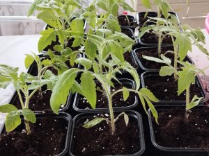 Уход за рассадой помидоров После пикировки