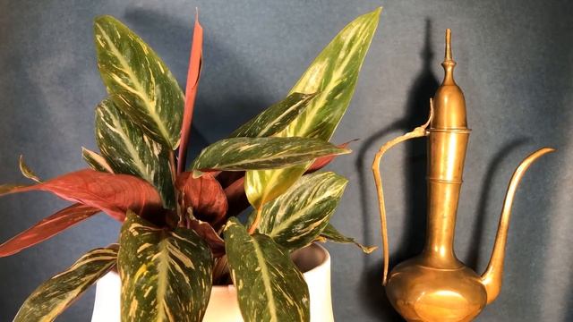 Calathea stromanthe sanguinea 'Magic Star' | Movingplants! | TIME LAPSE VIDEO | Houseplants смотреть онлайн