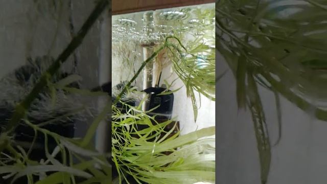 Хозяйство мужа перешло мне) на время)Скалярки и их мальки.Кормление дафнией.Июнь, 2021 смотреть онлайн